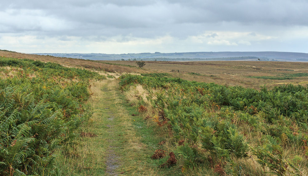 Big Moor Big Moor